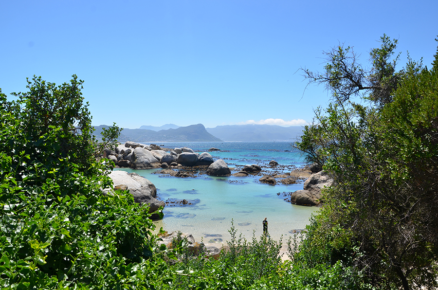 Boulders Beach South Africa HERE